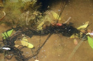 Guttural Toad eggs