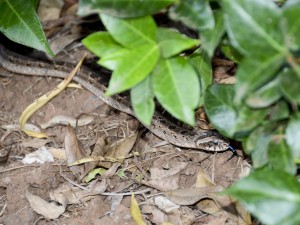 Common Night Adder