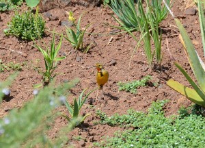 Cape Longclaw