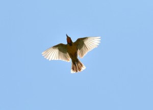 A Cape Longclaw showin off in flight