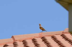 A Cape Longclaw staking out his territory