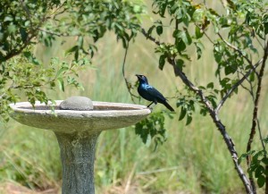 Cape Glossy Starling