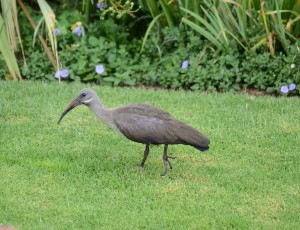 Hadeda Ibis