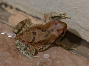 ‘Yes, indeed, I am the Red Toad; look at my lovely colour and notice the two markings on my back near my … err … my bottom, old chap.’ Red Toad.