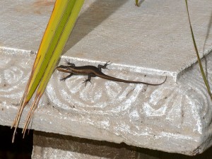 Striped Skink