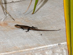  A Striped Skink catching the last rays of the sun