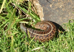 Cape Threelined Skink