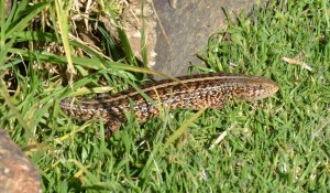 Cape Threelined Skink basking in the sun