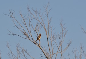 Red-throated Wryneck (59)