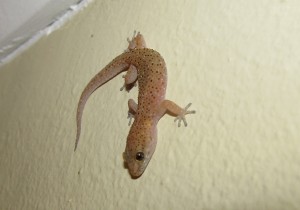 ‘That mozzie is MINE – I saw it first!’ Tropical House Gecko – notice the vertical pupils of the eyes.