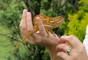 ‘Err… what was that you said?’ Flap Neck Chameleon