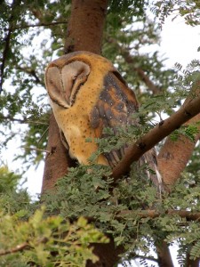 African Grass-owl