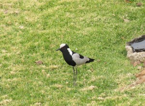 Blacksmith Lapwing