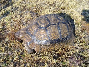 Mountain Tortoise