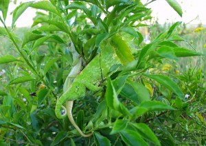 ‘Excuse me, I am not looking when YOU are mating – get a move on!’ Flap Neck Chameleon, caught in the act!