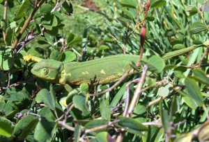 ‘As you can see, I can change my colours any way I like!’ Flap Neck Chameleon.