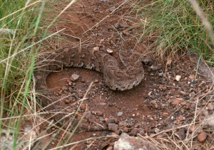 Puff Adder