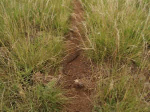 Puff Adder