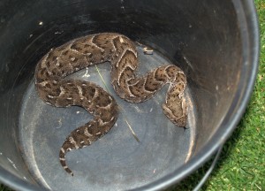 Puff Adder