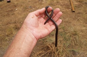 Bibrons Blind Snake