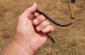 Bibrons Blind Snake