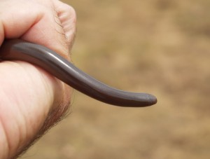 Bibrons Blind Snake