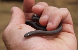 Bibrons Blind Snake