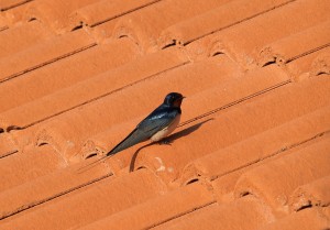 Barn Swallow