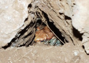 ‘Can’t a guy hide in peace?’ The Natal Sand Frog. (Picture taken at Bolts Cave)