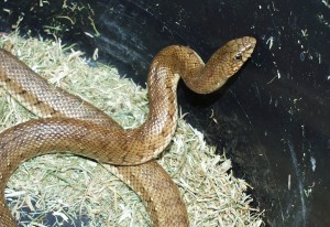 Mole Snake