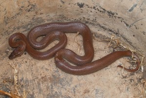 Brown House Snake