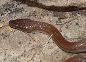 Brown House Snake