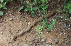 Mole Snake