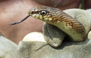 Mole Snake