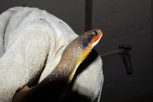 Red Lipped Snake