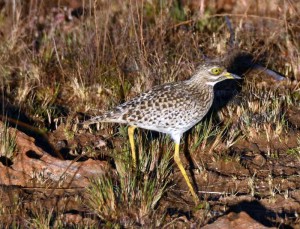 Spotted Thick-knee