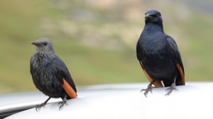 A pair of Red-winged Starlings on the open door of the photographer's car