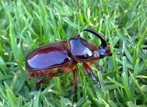 The Rhinoceros Beetle (or Rhino Beetle) belongs to the subfamily Dynastinae and is part of the family of scarab beetles (Scarabaeidae).  