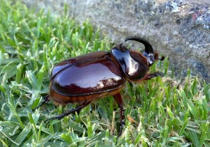 Rhino Beetle: "Note the reflection of the garden in my shiny coat"