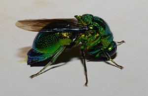 A cool-dude fly... Even some of the Sterkfontein flies are good-looking!