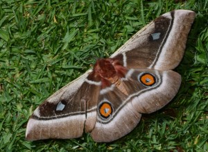 The Emperor moth, the adult phase