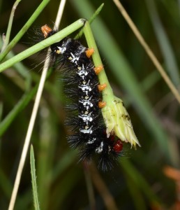 Colourful caterpillar