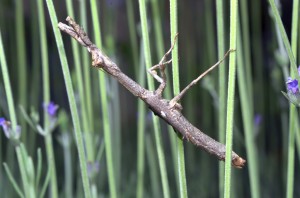 Stick Insect (Mantis)