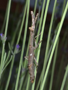 Stick-like insect, actually a type of Mantis
