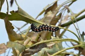 The caterpillar of the Emperor Moth (Bunaea alcinoe) feeding off the leaves of a cabbage tree (kiepersol)