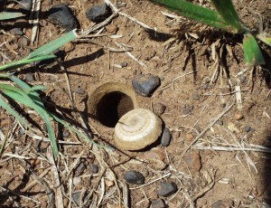 The entrance to a trap-door spider's burrow