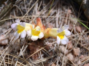 The yellow variety of H. pumila photographed on the Magaliesberg
