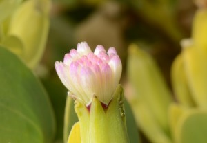 Small-leaved Fluff Bush (Lopholaena corlifolia) Pluisbos
