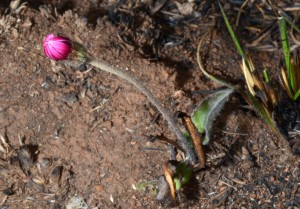 Swartteebossie (Gerbera piloselloides)