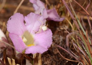 A spider using the Harveya flower as a hunting post